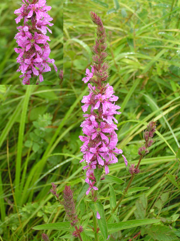 Lythrum salicaria  L.